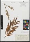 Foto von Salix purpurea L. x Salix viminalis L.
